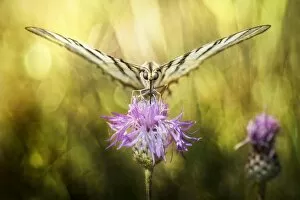 Wild Animal Gallery: Butterfly on thistle