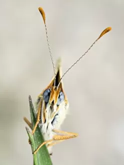 Images Dated 26th April 2015: Butterfly on a twig. (Melanargia galathea)