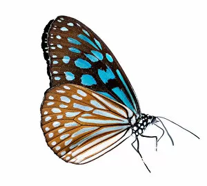 Fauna Collection: Butterfly on a white background isolate