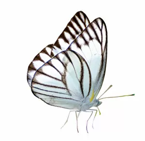 Fauna Collection: Butterfly white white background isolated