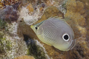 Delicate Gallery: Butterflyfish swimming on tropical coral reef