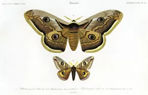 Insect Lithographs Gallery: butterflys, scientific illustration, lithograph, 1842