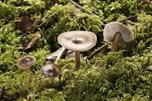 Images Dated 6th November 2011: Buttery Collybia -Collybia butyracea var Asema-, Untergroeningen, Baden-Wuerttemberg, Germany