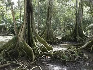 Buttress roots, Dragonsblood Tree -Pterocarpus officinalis-, Punta Uva, Puerto Viejo Costa Rica, Central America