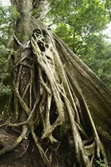 Buttress roots of the Stranger Fig -Ficus subgenus Urostigma- in the Rincon de La Vieja National Park, Guanacaste