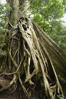 Ficus Prints: Buttress roots of the Stranger Fig -Ficus subgenus Urostigma- in the Rincon de La Vieja National Park
