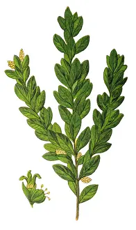 Buxus sempervirens, the common box, European box, or boxwood