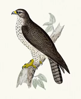 Hawk Bird Collection: Buzzard