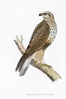 Images Dated 5th April 2016: Buzzard bird 19 century illustration