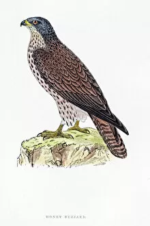 The History of British Birds by Morris Collection: Buzzard bird 19 century illustration
