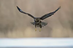Hawk Bird Collection: Buzzard -Buteo buteo-, in flight, North Rhine-Westphalia, Germany