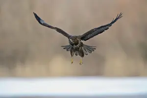 Wing Prints: Buzzard -Buteo buteo-, in flight, North Rhine-Westphalia, Germany