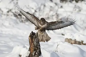 Common Prints: Buzzard (Buteo buteo) landing, Allgaeu, Bavaria, Germany, Europe