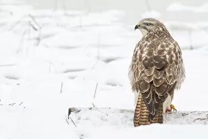 Buzzard -Buteo buteo- in the snow, Hesse, Germany