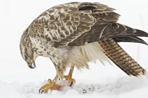 Diurnal Bird Of Prey Gallery: Buzzard -Buteo buteo- in the snow with prey, Hesse, Germany