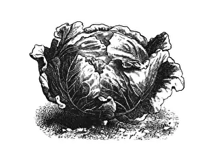 Cabbage