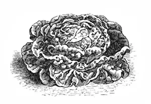Vegetarian Food Prints: Cabbage