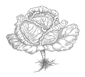 Prints of Dorling Kindersley Prints Unlock the world's wonders with Dorling Kindersley's captivating illustrations – where knowledge meets artistry in every stroke: Cabbage