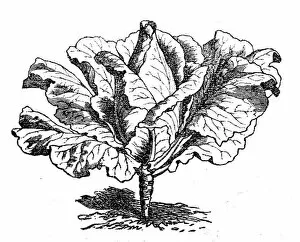 Organic Gallery: Cabbage (Brassica oleracea capitata)