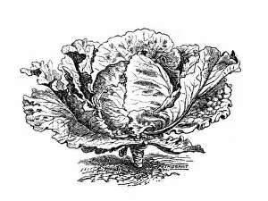 Images Dated 23rd May 2017: Cabbage (Brassica oleracea capitata)