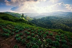 Images Dated 22nd October 2011: Cabbage farm