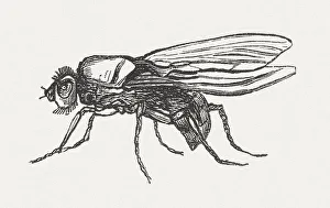 Pest Collection: Cabbage fly (Delia radicum, female), wood engraving, published in 1882