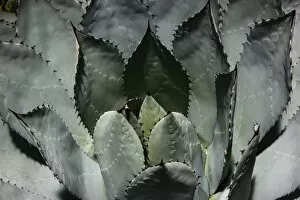 Cabbage Head Agave -Agave parrasana-, native to Mexico
