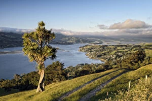Images Dated 20th December 2011: Cabbage tree -Cordyline australis- next to a farm road on grassland, view of the bay of Dunedin