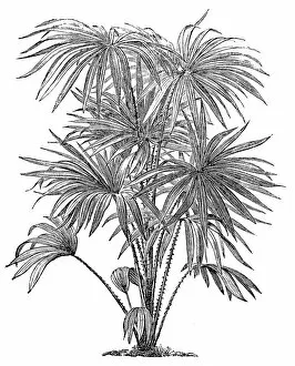 Images Dated 11th April 2017: The cabbage-tree palm, Livistona australis