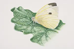 Lepidoptera Prints: Cabbage White butterfly (pieris rapae) perched on plant leaf, side view