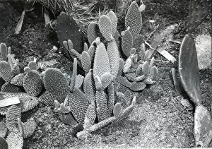 Images Dated 27th June 2008: Cacti