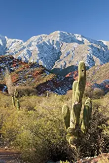 cacti in the andes
