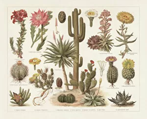 Images Dated 7th August 2018: Cacti, chromolithograph, published in 1897