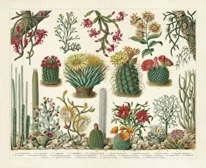 Images Dated 4th December 2019: Cacti, chromolithograph, published in 1900