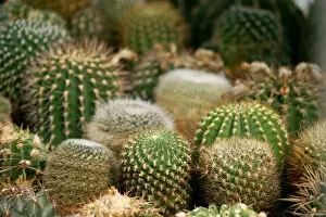 Prick Gallery: Cacti, Mammillaria species at the front, Golden Barrel Cacti or Mother-in-Laws Cushions