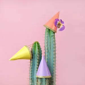 Pink Color Gallery: Cacti with paper party hats