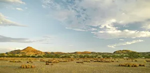 Namibia Collection: Cacti Plain, Blue Skies with Cloud