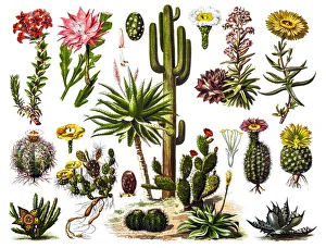 Spiked Gallery: Cactus