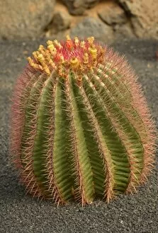 Images Dated 15th August 2014: Cactus Ferocactus stainesii var. pilosus -Ferocactus stainesii var. pilosus-