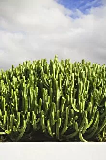 Succulent Plant Gallery: Cactus group, Lanzarote, Canary Islands, Spain, Europe