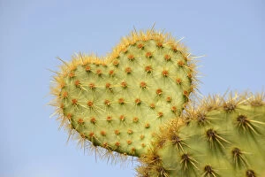 Images Dated 15th August 2014: Cactus in heart shape, Opuntia scheeri -Opuntia scheeri-, Spain