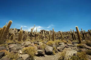 Images Dated 20th November 2016: Cactus on Incahuasi island, Salar de Uyuni, Bolivia