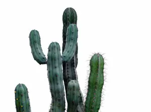 Tropical Gallery: cactus isolated on white background