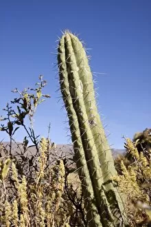 Prick Gallery: Cactus in the mountains near Chivay, Peru, South America