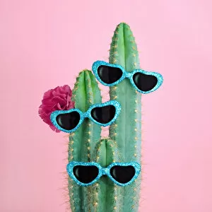 Images Dated 20th May 2017: Cactus wearing heart shaped sunglasses