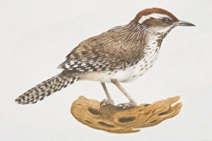 Wren Gallery: Cactus Wren (Campylorhynchus brunneicapillus) on a log