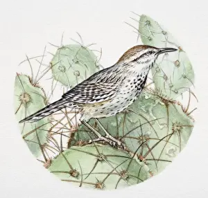 Songbirds Prints: Cactus Wren, Campylorhynchus brunneicapillus, side view