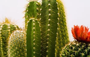 Cactuses