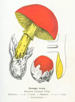 Images Dated 29th January 2018: Caesars mushroom engraving 1895