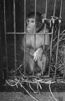 Caged Monkey